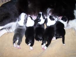 border collie pasterz — zdjęcie 2