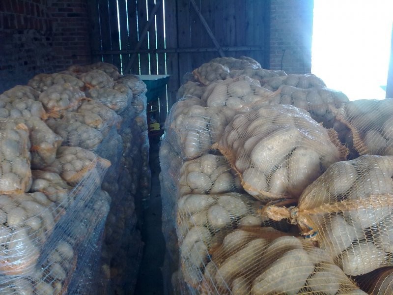 warzywa i owoce — zdjęcie 4
