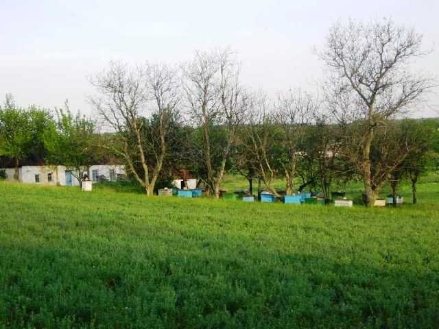 Ukraina.Sprzedam,wynajme.Gospodarstwo rolne+grunty — zdjęcie 2