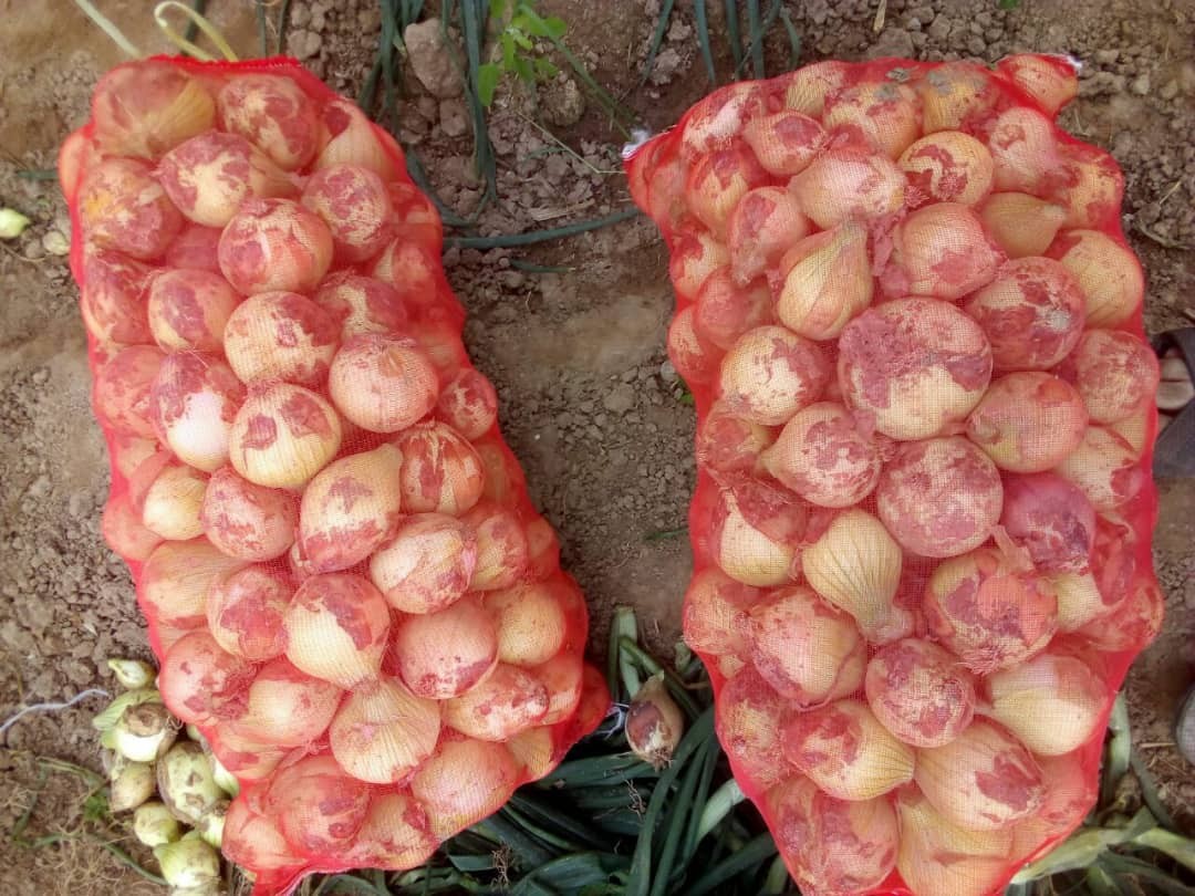CEBULA sprzedaz od 20 ton.  z nowych zbiorów — zdjęcie 1