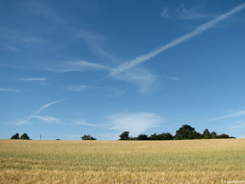 Sprzedam 4 ha + 28 arów lasu dębowego