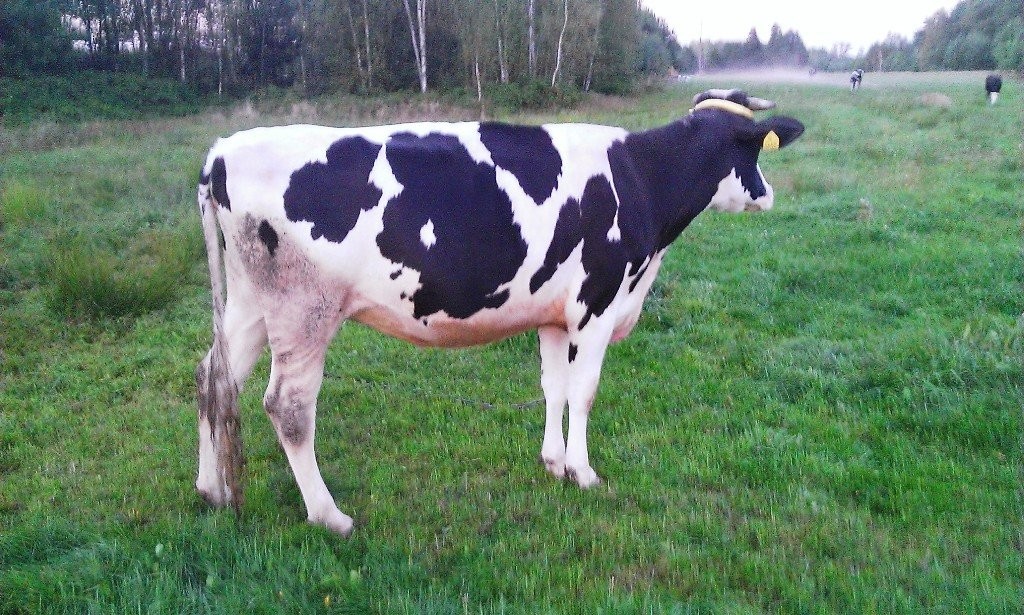Wysokocielna jałówka 100%HF — zdjęcie 2