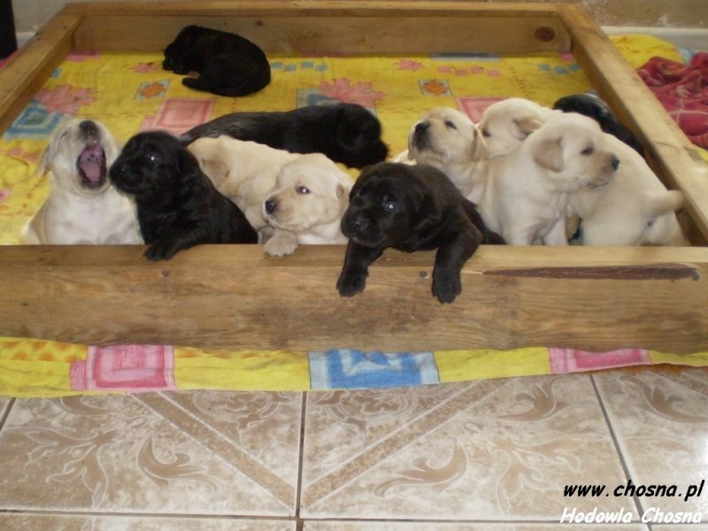 Labrador Retriever szczeniaki z rodowodem — zdjęcie 3