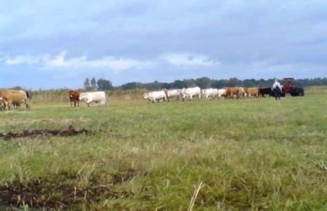 Sprzedam lub oddam w dzierżawę stado bydła — zdjęcie 2