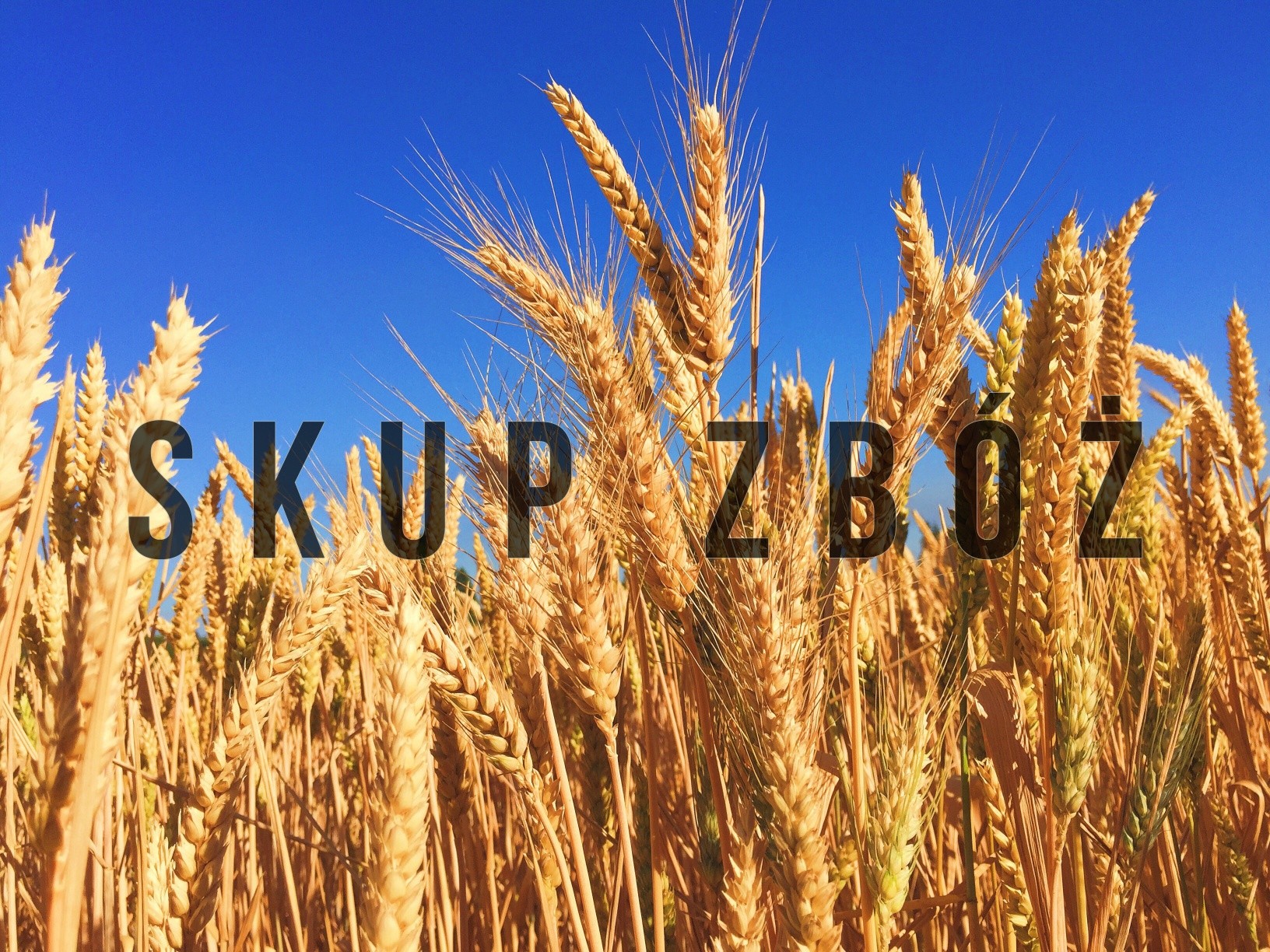 Kupię zboża z upraw ekologicznych i konwencjonalnych