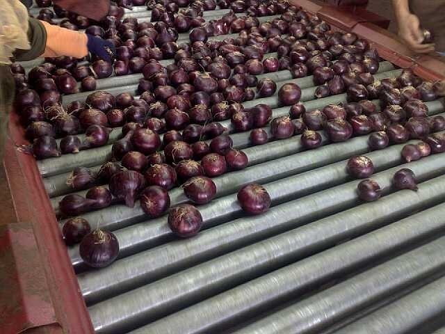 Egyptian onions garlic — zdjęcie 4