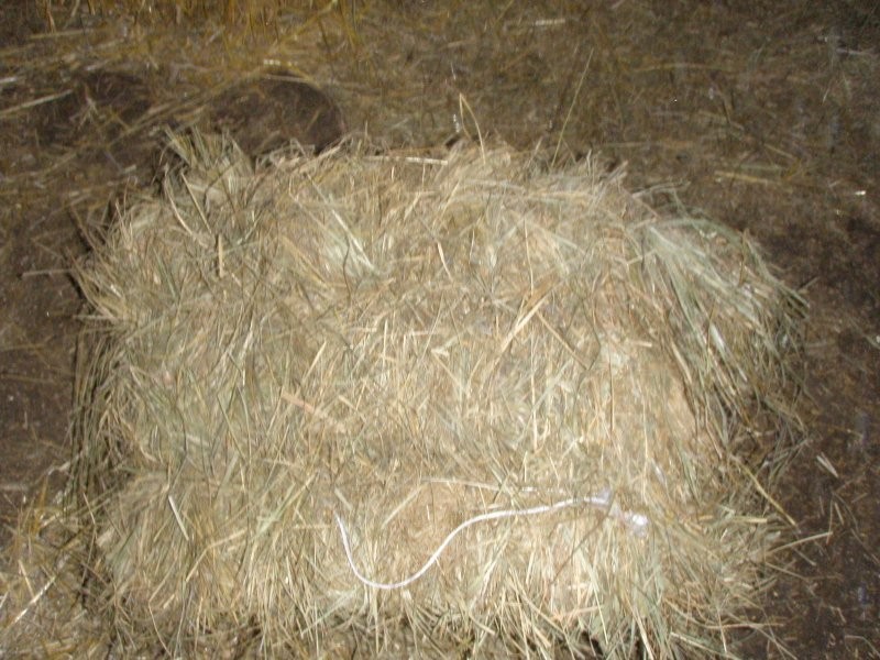 sprzedam siano w kostkach — zdjęcie 1