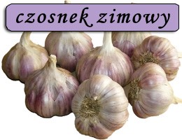 Sprzedam czosnek