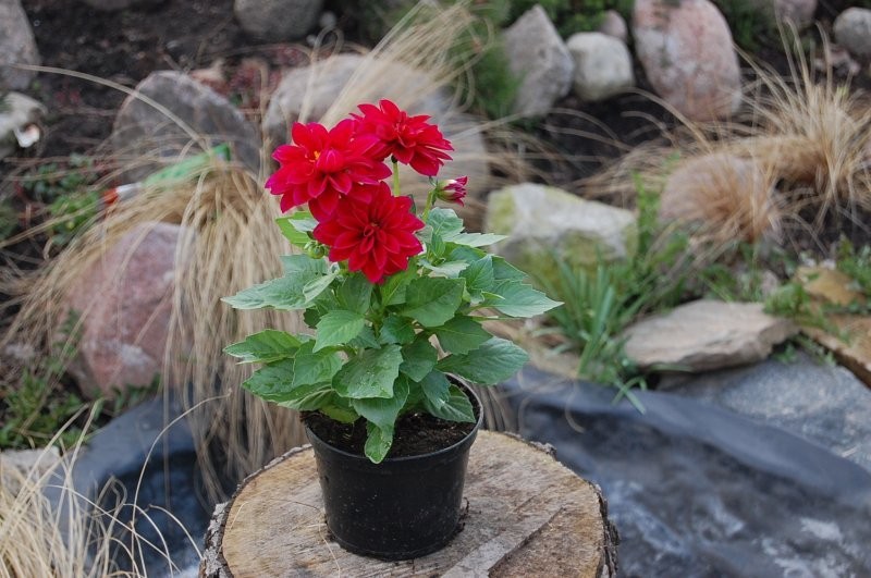 Pelargonie sprzedam hurtowo ? producent — zdjęcie 4