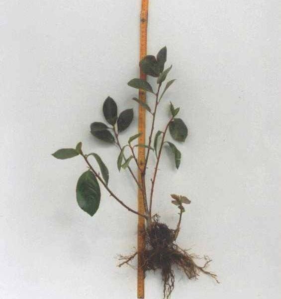 aronia, sadzonki aronii — zdjęcie 1