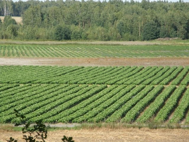 Poszukuje odbiorców truskawki — zdjęcie 3