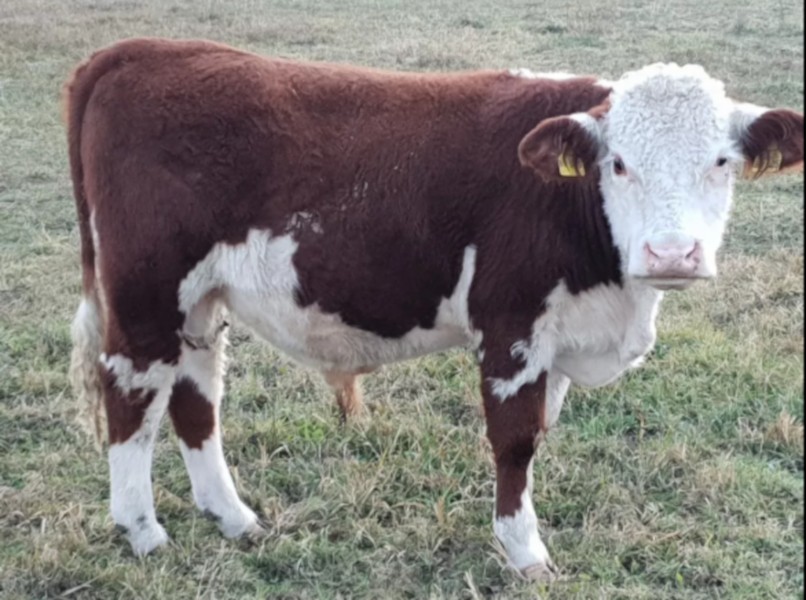 Bydło hodowlane HEREFORD — zdjęcie 3