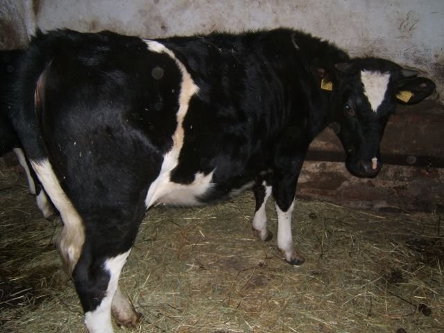 jałówka
