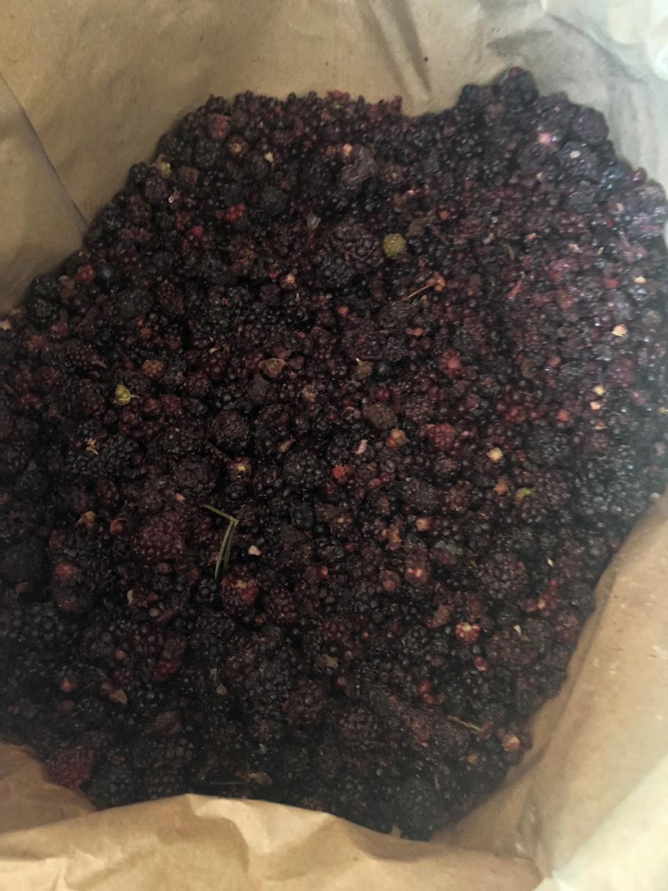 Jeżyna (blackberry) mrożona Brix 10. Out Sort (jagoda przemysłowa)  — zdjęcie 1