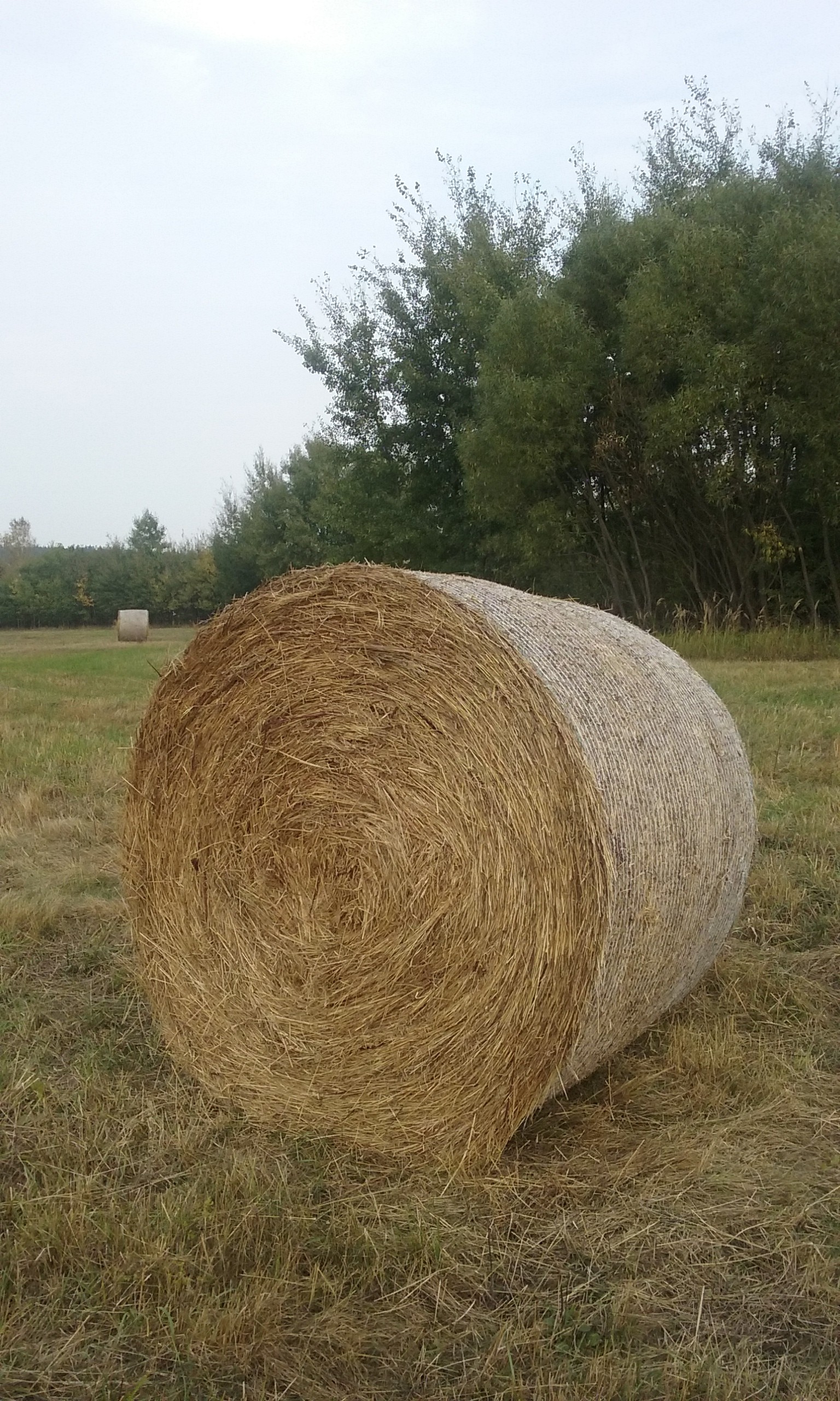 Sprzedam siano — zdjęcie 2