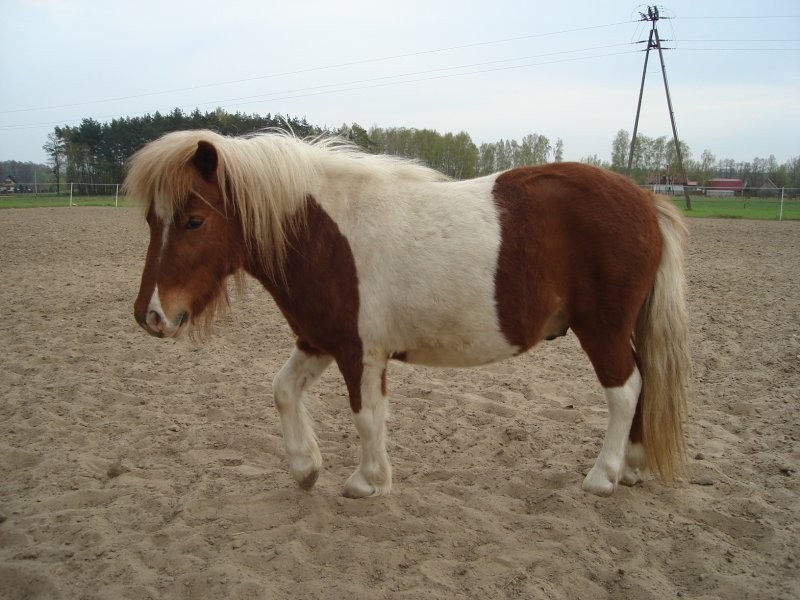 kuc Bartek