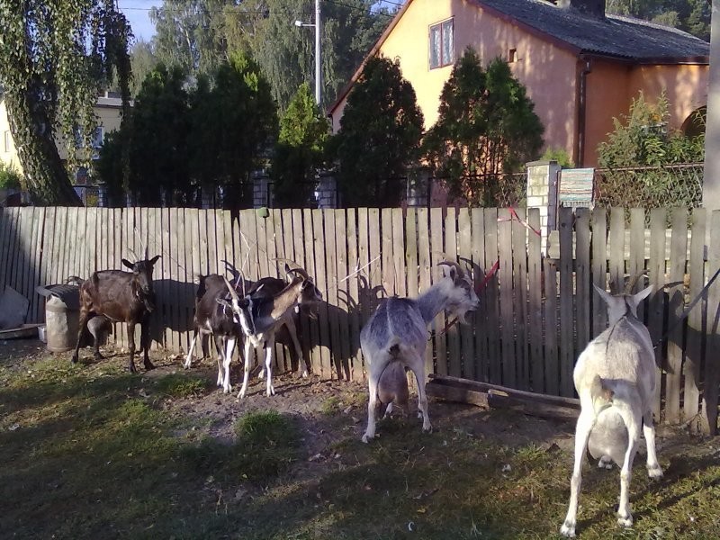 KOZY WYSOKOMLECZNE — zdjęcie 4