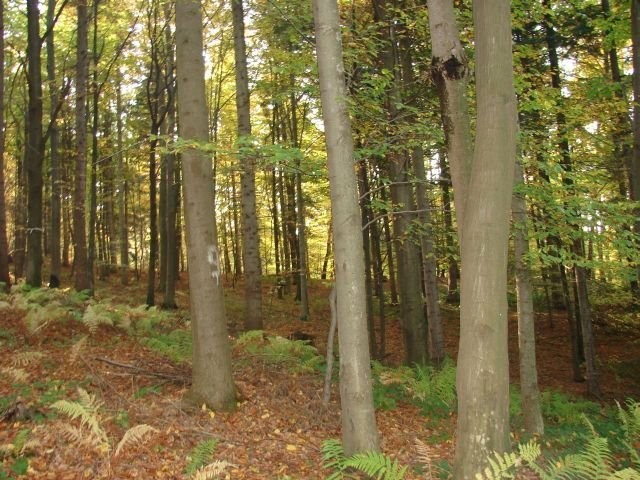 Sprzedam las 10,5 ha — zdjęcie 1