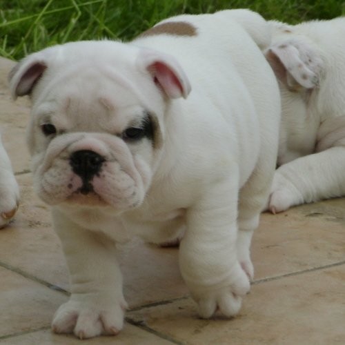 Englisch Bulldogge Welpen zur Annahme. — zdjęcie 1