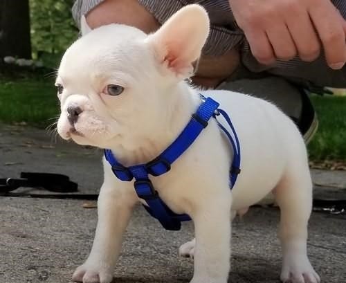 Buldoga francuskieg — zdjęcie 2
