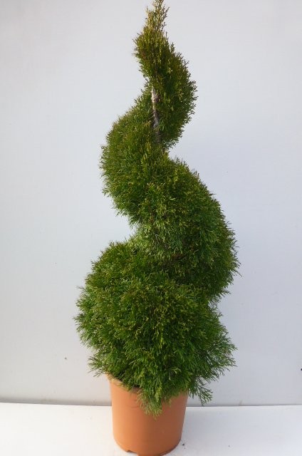 Thuja Smaragd Formowana — zdjęcie 1