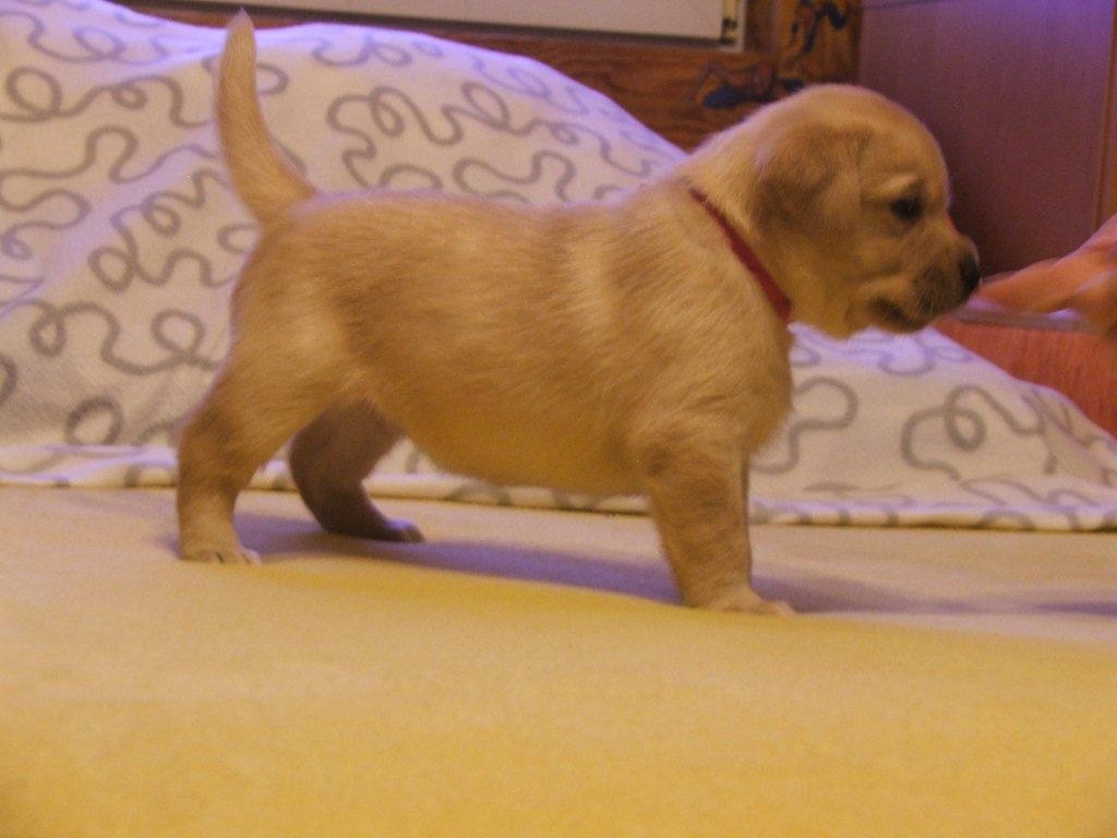 labrador biszkoptowe szczeniaki — zdjęcie 6