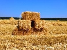 Ukraina.Grunty rolne.Biomasa zbozowa,rzepakowa itp — zdjęcie 2