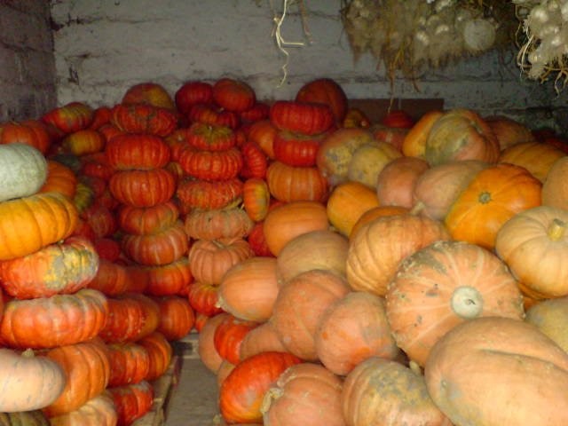 Sprzedam dynię jadalną, dynia jadalna, halloween — zdjęcie 2
