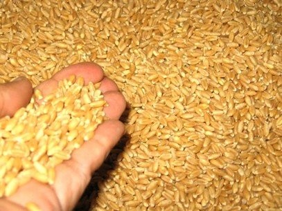 Venta de grano de Rumania cosecha en 2013