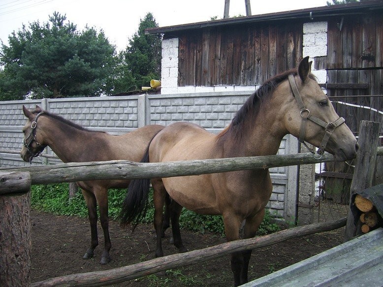 Klacze Felińskie — zdjęcie 1
