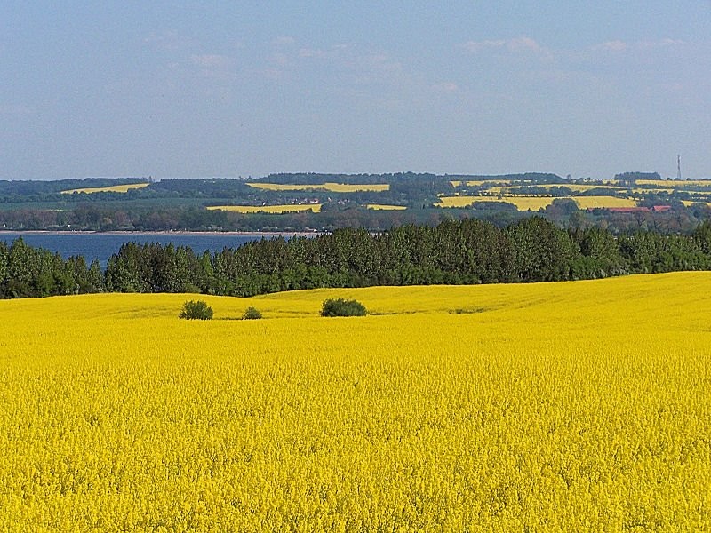 Kupimy olej rzepakowy 30ppm z dostawą na śląsk