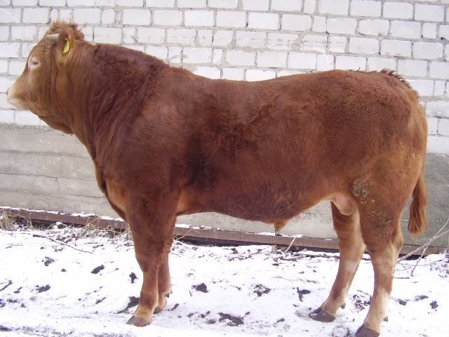 jałówki Limousine 100% — zdjęcie 4