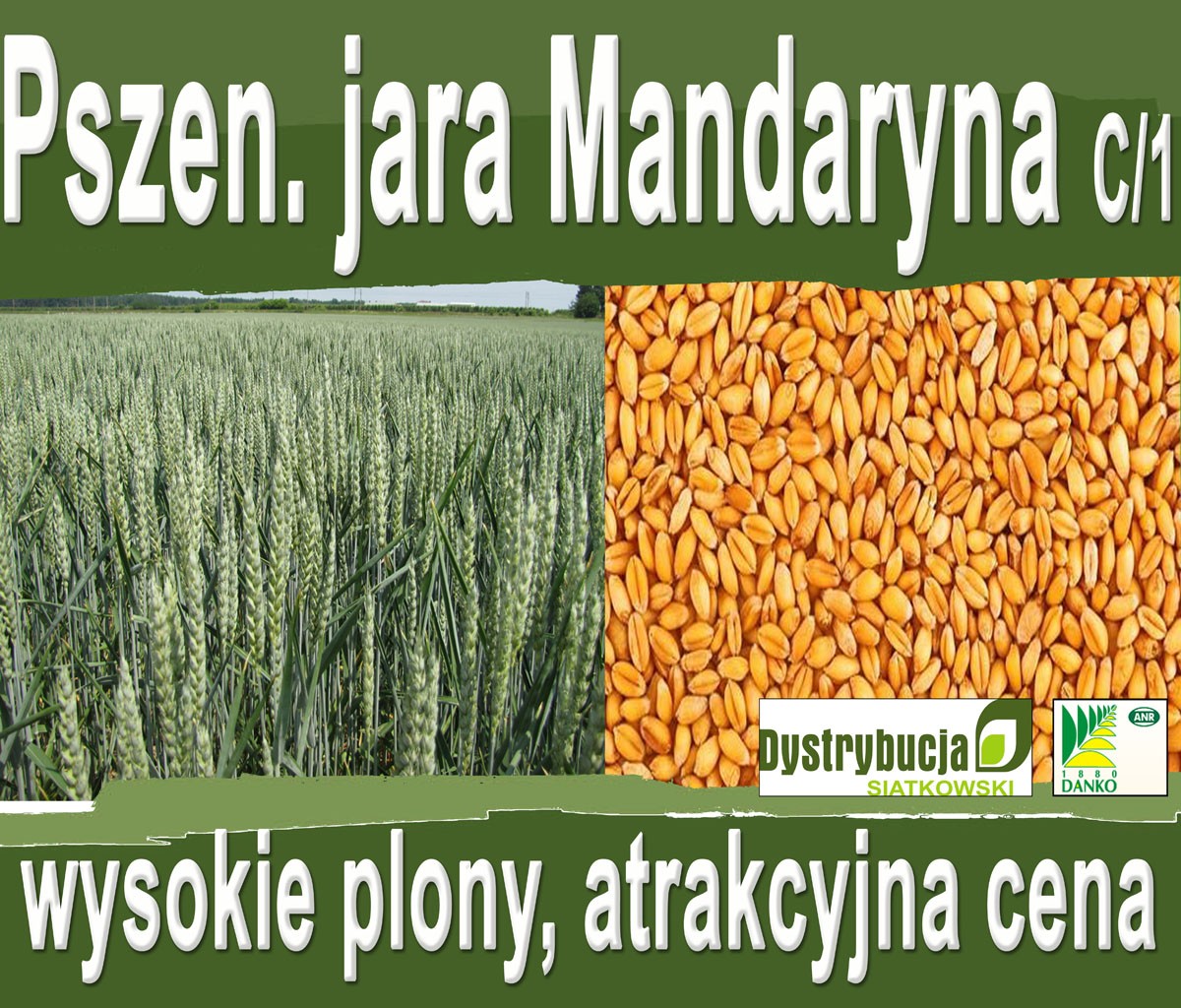Kwalifikowane nasiona siewne pszenicy jarej Mandaryna C/1 — zdjęcie 1