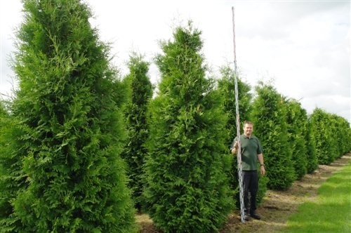 Thuja Smaragd,Brabant Przed Podwyżką!100cm- 350cm — zdjęcie 4