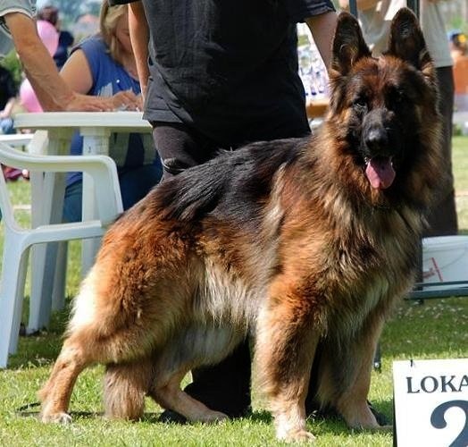 Altdeutsche Schäferhundwelpen — zdjęcie 3
