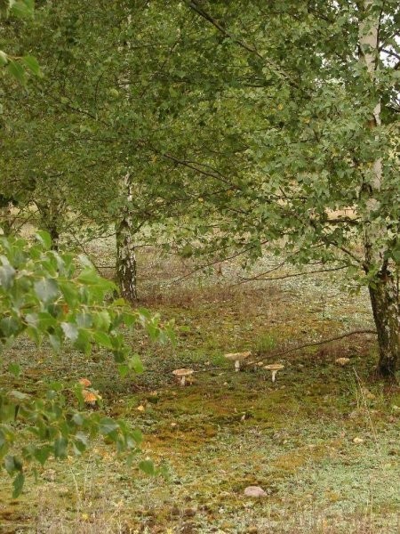DZIAŁKA rekreacyjno-rolną 2,02 ha nad Wkrą — zdjęcie 4