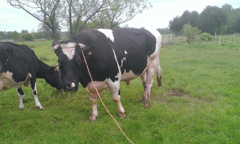 Byk rozpłodowy — zdjęcie 3