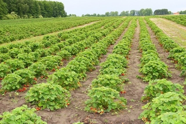 Sadzonki Truskawek Elkat zielone frigo paszporty ! — zdjęcie 2