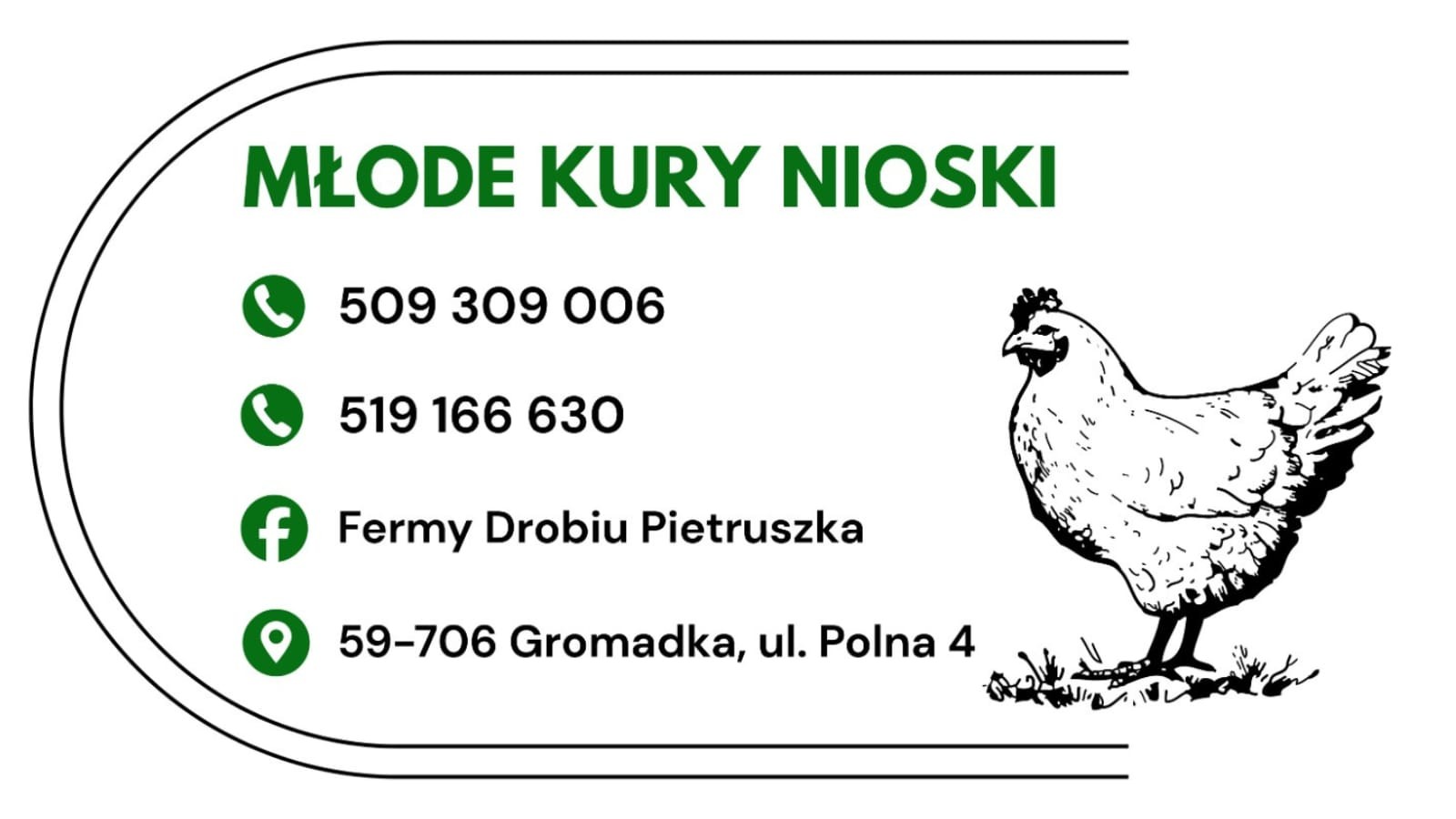 Kury nioski 12–20 tyg. | Dostawa GRATIS | Ferma Drobiu — zdjęcie 8