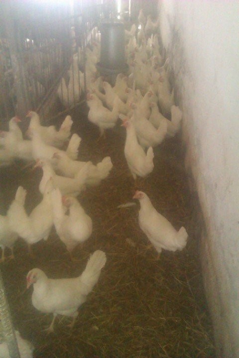 Kury nioski LEGHORN młode 23 tyg. - TRANSPORT !!!