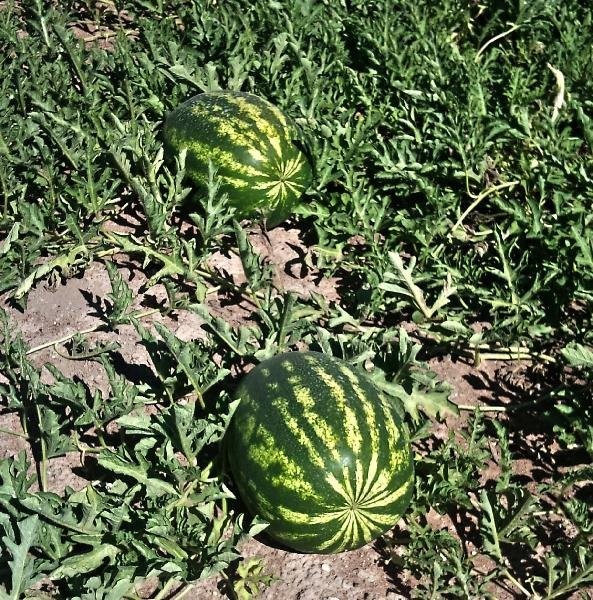 ARBUZY PROSTO OD PRODUCENTA Z RUMUNII — zdjęcie 1