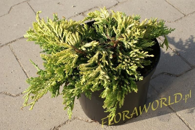 Świerki, sosny, thuje, cyprysy - największy wybór — zdjęcie 2
