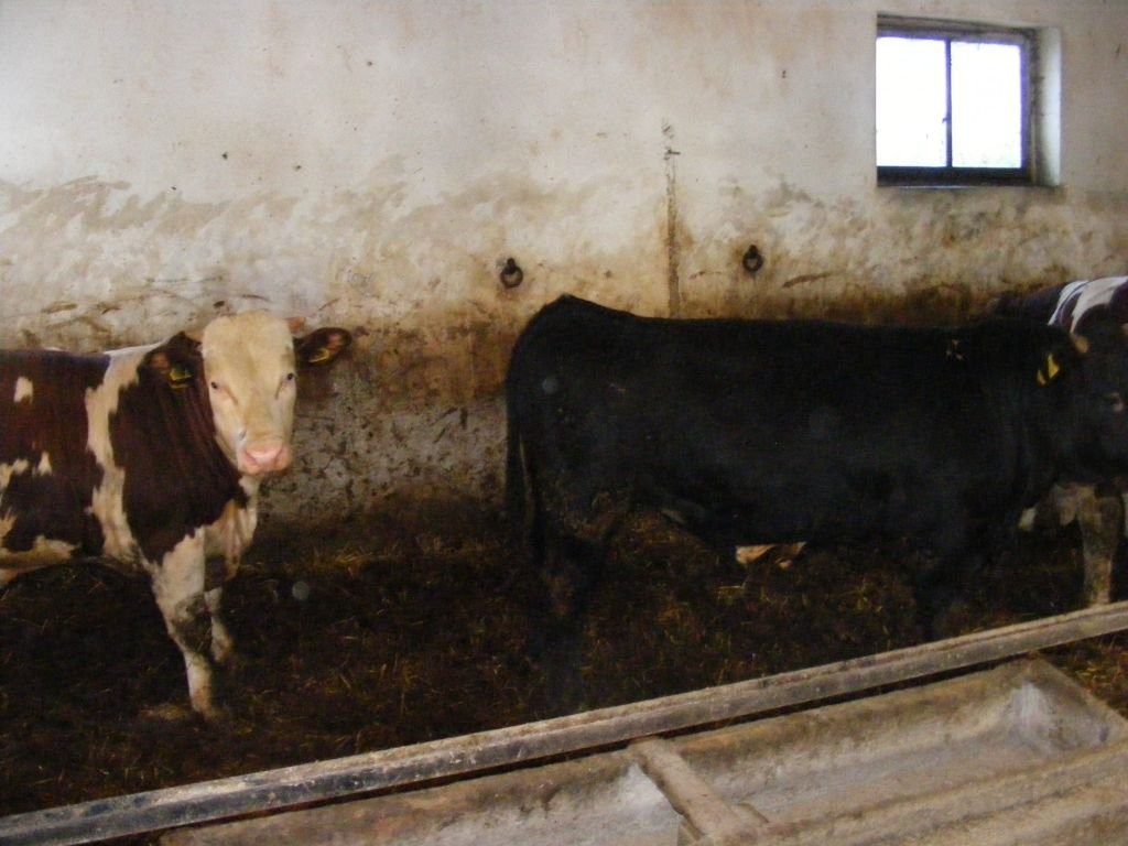 Sprzedam 40 sztuk byków opasówka byk opas — zdjęcie 5
