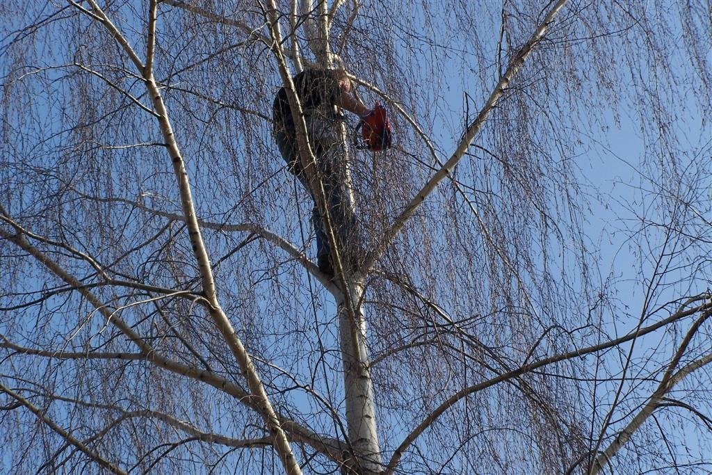 Prześwietlanie drzew, cięcie pielęgnacyjne Łódź — zdjęcie 3
