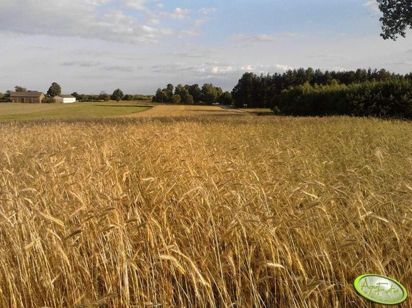 Sprzedam mieszankę zbóż ok.23 t zboża