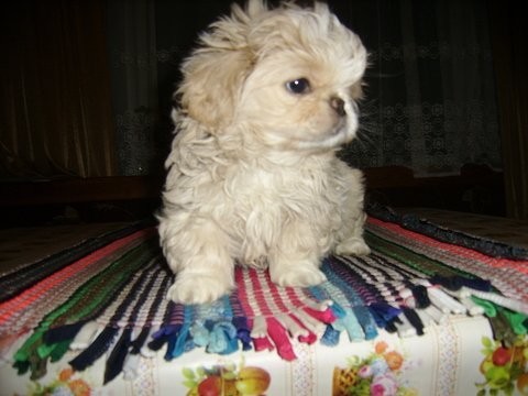Pekinczyki — zdjęcie 1