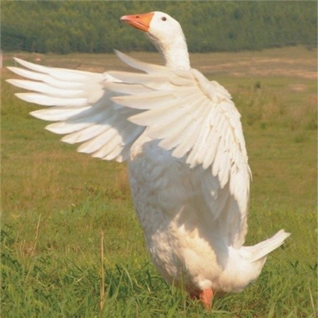  Ukraina. Gesi tuczone 5 zl/kg, kaczki broilery 4 zl/kg + bimber