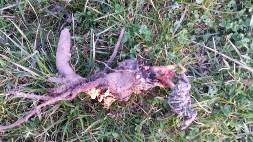 sadzonki z karpy rabarbar malinowy 1zł/szt — zdjęcie 2