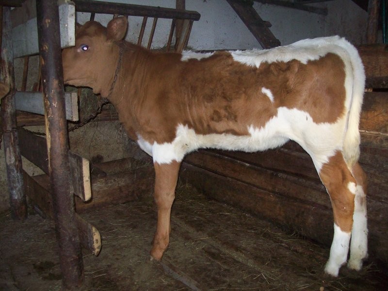 Sprzedam byczka 100kg. — zdjęcie 2