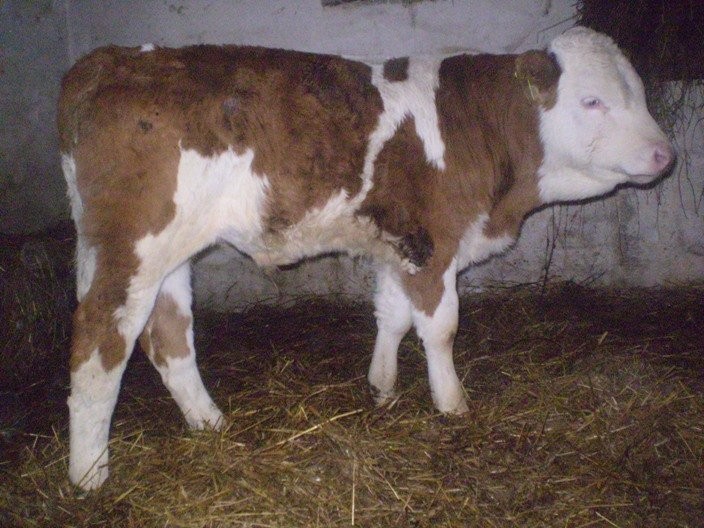HODOWLA BYDŁA MIĘSNEGO 100 % RASY — zdjęcie 2